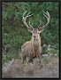 Edelhert, Red Deer, Cervus elaphus Location: the Netherlands Edelhert 7D 2521 staand kopie